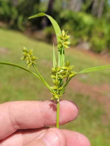 Image of Cyperus hyalinus by (c) Jay Horn, some rights reserved (CC BY)