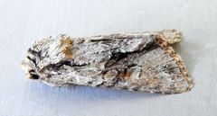 Lacinipolia aileenae