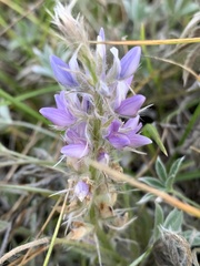 Lupinus lepidus utahensis