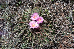Ferocactus macrodiscus macrodiscus