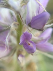 Lupinus lepidus utahensis