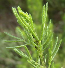 Psoralea vanberkelae
