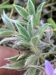 Lupinus lepidus utahensis