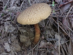 Boletus nigromaculatus