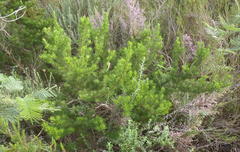 Psoralea vanberkelae