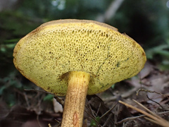 Boletus nigromaculatus
