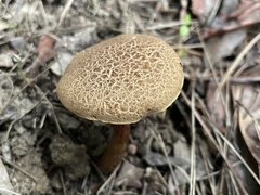 Boletus nigromaculatus