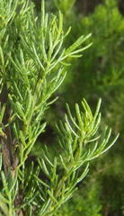 Psoralea vanberkelae