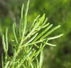 Psoralea vanberkelae