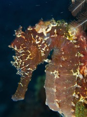 Hippocampus comes