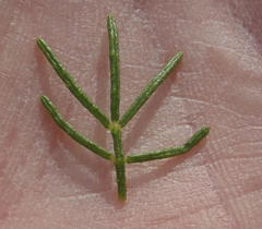 Psoralea vanberkelae