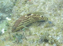 Epinephelus andersoni