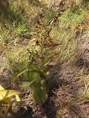 Epipactis papillosa