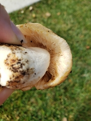 Russula cessans