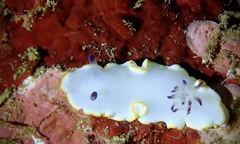 Ardeadoris scottjohnsoni