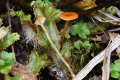 Loreleia marchantiae