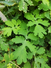 Chelidonium majus