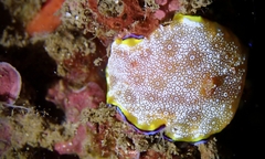 Goniobranchus albopunctatus