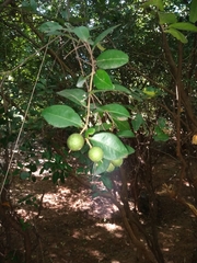 Atalantia monophylla