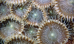 Palythoa heliodiscus