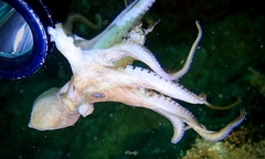 Amphioctopus