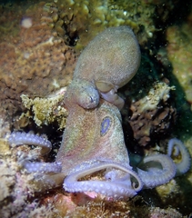 Amphioctopus