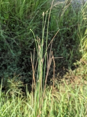 Eleocharis attenuata