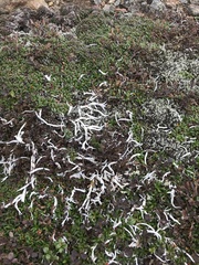 Thamnolia vermicularis