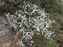 Thamnolia vermicularis