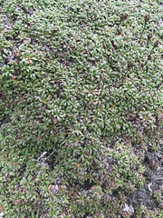 Diapensia lapponica