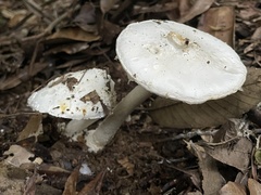 Amanita gymnopus