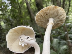 Amanita gymnopus