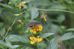 Staphylus hayhurstii