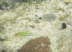 Stethojulis interrupta