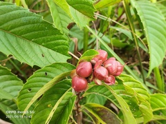 Tetracera