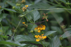 Staphylus hayhurstii