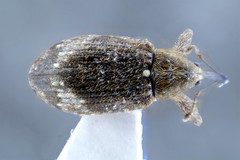 Anthonomus pomorum