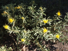 Ericameria discoidea