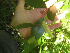 Pterocelastrus tricuspidatus