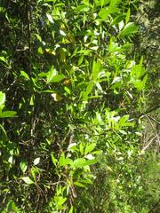 Pterocelastrus tricuspidatus