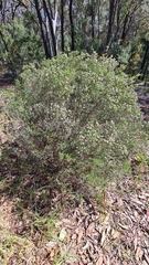 Coleonema pulchellum