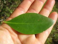 Pterocelastrus tricuspidatus