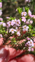 Coleonema pulchellum