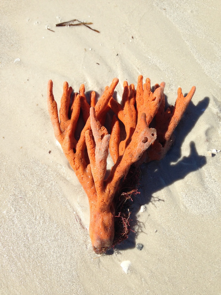 Axinella polycapella