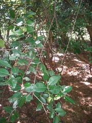 Atalantia monophylla