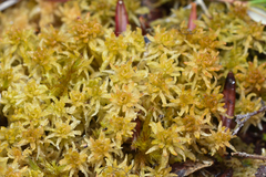 Sphagnum miyabeanum