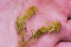Sphagnum miyabeanum