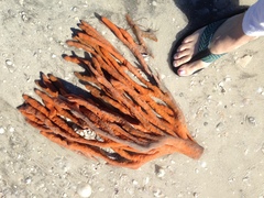 Axinella polycapella