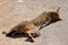 Felis lybica cafra