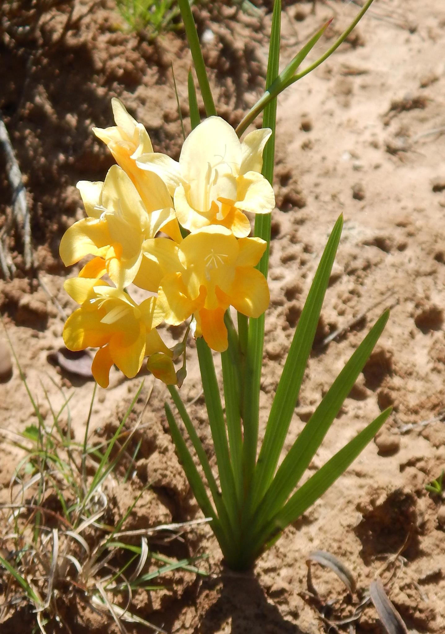 Freesia corymbosa